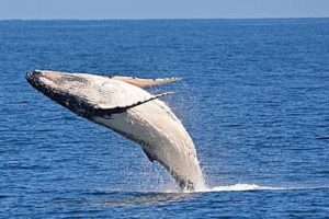 Whale crop